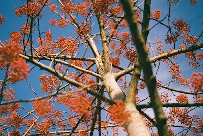 Laure Renault Sophrologue Certifiée RNCP, Hypnothérapeute à La Bussière