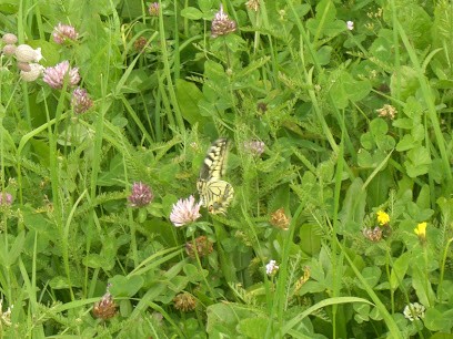 Naturopathe Nathalie Nageleisen-Meng - Rixheim, Praticien de Médecine Alternative à Rixheim