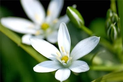 SHIATSUYOGANIDRA-HANANOMICHI, Praticien de Médecine Alternative à Annemasse