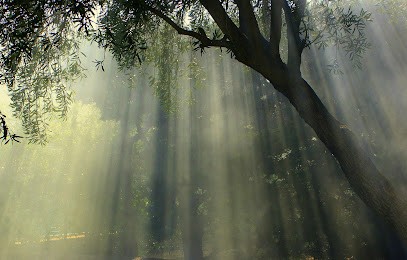 Sébastien Félie - Magnétiseur Energéticien - Praticien EFT - Savigny-sur-Orge - Juvisy sur Orge - Essonne, Praticien de Médecine Alternative à Savigny-sur-Orge