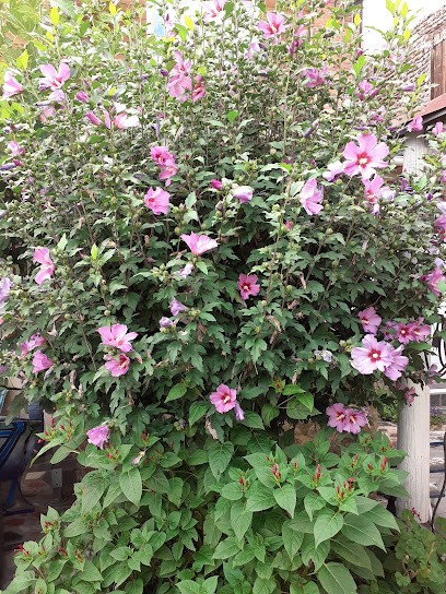 Nature Sens Naturopathe, Praticien de Médecine Alternative à Thiers