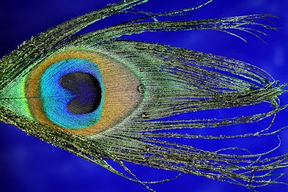 Pauline Haué, Praticien de Médecine Alternative à Marseille 04