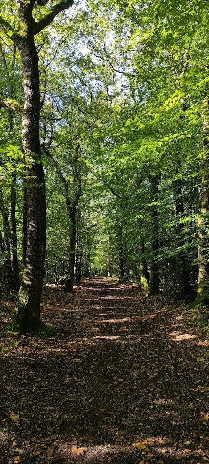 Juliette DUPOUY SOPHROLOGUE EN ENTREPRISE : GESTION DU STRESS / PRÉVENTION DE L' ÉPUISEMENT PROFESSIONNEL, Praticien de Médecine Alternative à Saint-Étienne-du-Bois