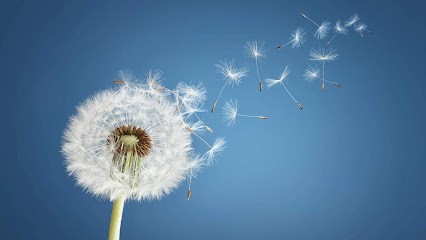 Annette Oomes, Sophrologue, Praticien de Médecine Alternative à Enghien-les-Bains