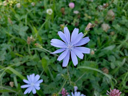 Clémence F.B NATUROPATHE, Praticien de Médecine Alternative à Massongy