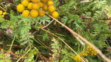 Cabrol Myriam, Praticien de Médecine Alternative à Marseillan