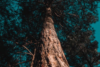 Léa Beugnet Sophrologie Et Reiki, Praticien de Médecine Alternative à Saint-Pol-sur-Ternoise