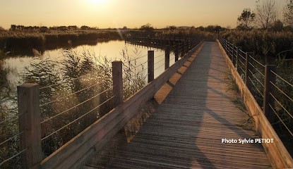 Align'&Vous - Caroline Petiot, Réflexologue à Saint-Apollinaire
