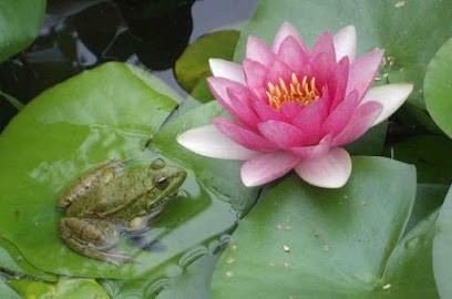 Sophie Bouis, Réflexologue à Clermont-Ferrand