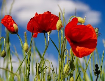 Cabinet Nadine LE BIHAN, Naturopathe-Iridologue, Massage Bien-être Shiatsu, Amma Assis, Fleurs De Bach,, Praticien de Médecine Alternative à Champniers