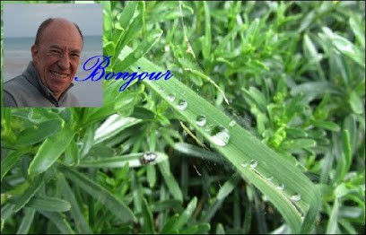 Alain Darchez Magnétiseur, Praticien de Médecine Alternative à Rostrenen