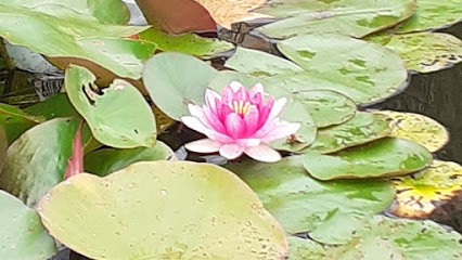 Isabelle Brice kinésiologie shiatsu soins à distance, Praticien de Médecine Alternative au Genest-Saint-Isle