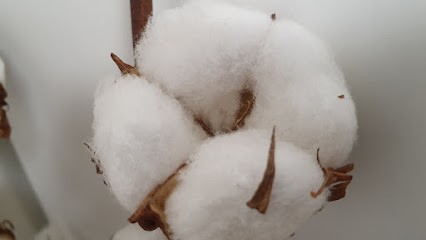 Carole Dufresne, Réflexologue à Givet