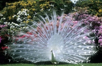 Hurtaud Delphine, Praticien de Médecine Alternative à Saint-Saturnin-du-Bois