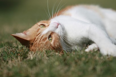 Véronique Bourgeon Communication animale, Hypnothérapeute à Morières-lès-Avignon
