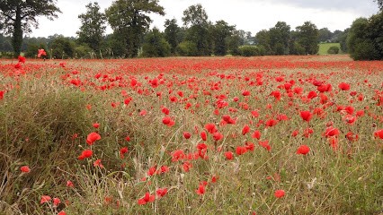 Isabelle Thureau Sophrologue - Hypnologue, Hypnothérapeute à Juvisy-sur-Orge