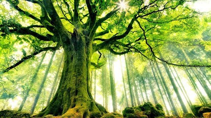 Chamberlin Nathalie, Praticien de Médecine Alternative à Agris