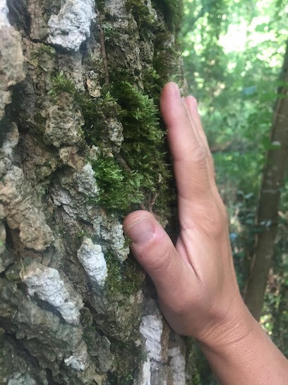 Palvadeau Cécile Magnétiseuse Guérisseuse, Praticien de Médecine Alternative au Pallet