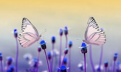 Pauline SATORI Psychothérapie et EMDR Besançon, Praticien de Médecine Alternative à Besançon