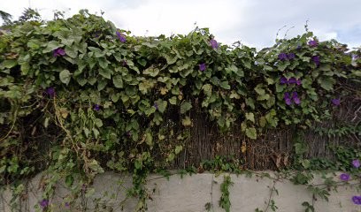 Un Extrait De Naturo Sas, Praticien de Médecine Alternative à Marseille 12