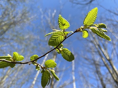 Guilloteau Sylvie - Naturopathe, Praticien de Médecine Alternative à Vertou