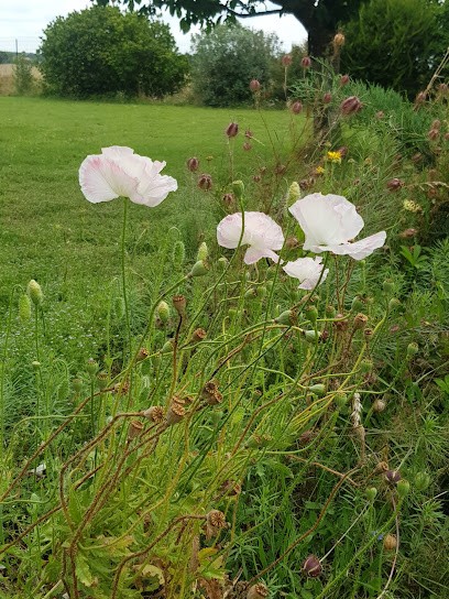 Cabinet LLI Réflexologie, Réflexologue à Pibrac
