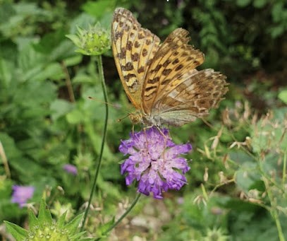 Osmoose-ther'happy-sophrologue, Praticien de Médecine Alternative à Verberie