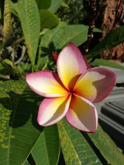 Astrid Sanders Drainage lymphatique Renata França / Spécialiste en arrêt du tabac & gestion du stress / Madérothérapie, Praticien de Médecine Alternative à Marquette-lez-Lille