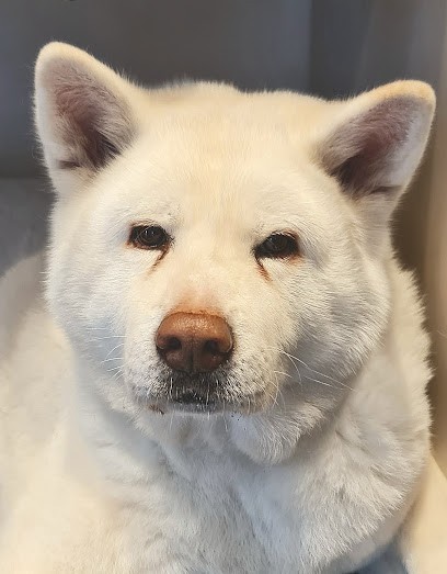 Communication Animale Larche De Jack Oriane, Praticien de Médecine Alternative à Royan