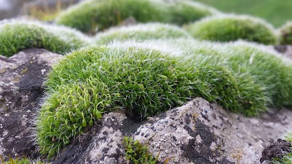 SOPHROLOGUE - Pascale Le-Denmat, Praticien de Médecine Alternative à Champtocé-sur-Loire