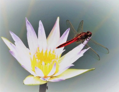 DV hypnose, Hypnothérapeute à Capdrot