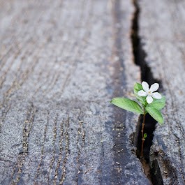 HYPNOSE Ghislaine TRUFFERT, Hypnothérapeute à Cherbourg-en-Cotentin