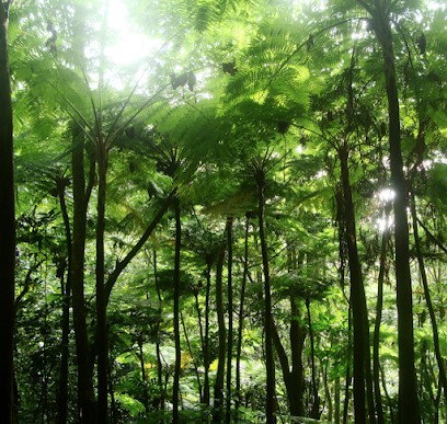 Kouroche FATÉMI Sophrologue Villeurbanne, Praticien de Médecine Alternative à Villeurbanne