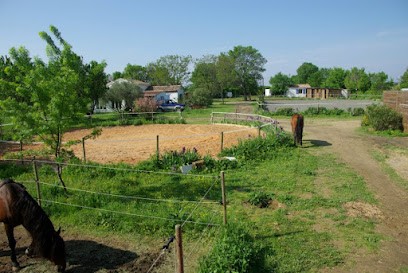 Natascha Graupner - Practicienne De Shiatsu équin - Bien-être Animal Et Soins énergétiques, Praticien de Médecine Alternative à Cournonterral