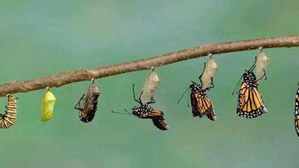 Amira BERKANI ️, Praticien de Médecine Alternative à Fontaines-Saint-Martin