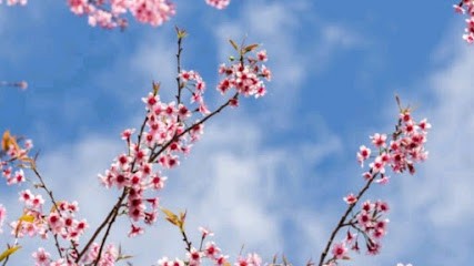 Sylvie Magnien Sophrologue & Praticienne En Hypnose, Praticien de Médecine Alternative à La Garenne-Colombes