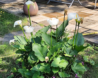 Corinne Sabadel Naturo - Thérapeute, Praticien de Médecine Alternative à Viviers