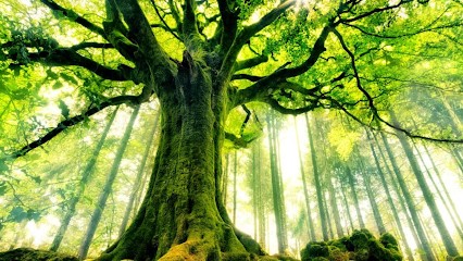 Angélique Delay - Energéticienne Guérisseur Psychopraticienne Magnétiseur, Coach de Vie, Praticien de Médecine Alternative à Cranves-Sales