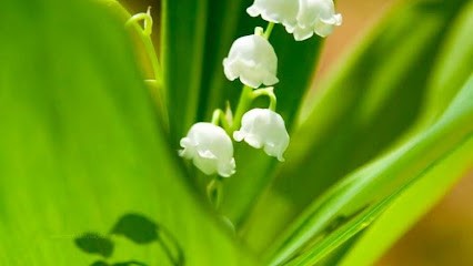 Hypnose B, Hypnothérapeute à Montrem