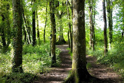 Santé-Vitalité, Praticien de Médecine Alternative à Theix-Noyalo