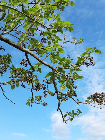 Charlotte Rineau Naturopathe | Réflexologie Plantaire | Chi Nei Tsang, Praticien de Médecine Alternative à Cheffois