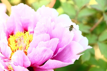 Véronique Baudrillart Sophrologue Hypnologue, Praticien de Médecine Alternative à Saint-Senoux