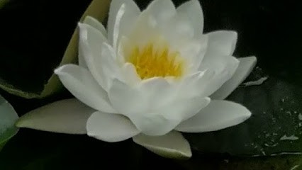 Claudie Barbier, Praticien de Médecine Alternative à Saint-Vincent-Bragny