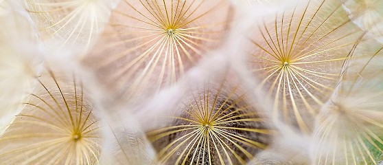 Isabelle Gracia Réflexologue Certifiée / Praticienne En Chi Nei Tsang Et Energétique Chinoise, Réflexologue à Vincennes