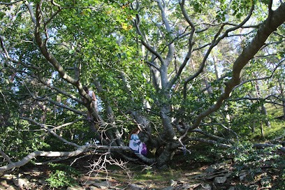 Thérapeute Holistique, Praticien de Médecine Alternative à Vailhourles