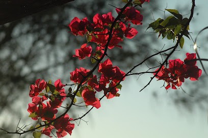 Amandine Castelli - Naturopathe, Praticien de Médecine Alternative à Voiron