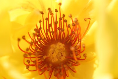 Soins Quantiques et Ayurvéda - Corinne Emmanuelle FREYSS, Praticien de Médecine Alternative à Saasenheim