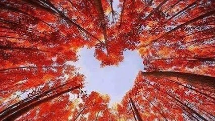 Hypnosis- Sophrologie Yoga Associated Sattva Marga Remy Marie Anne, Hypnothérapeute à La Feuillie