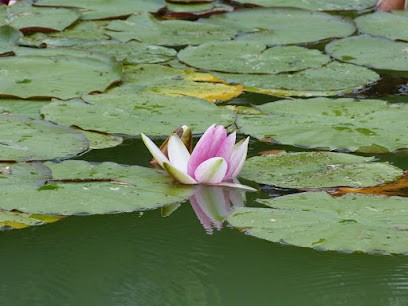 FAVRE AUDE, Praticien de Médecine Alternative à Vence