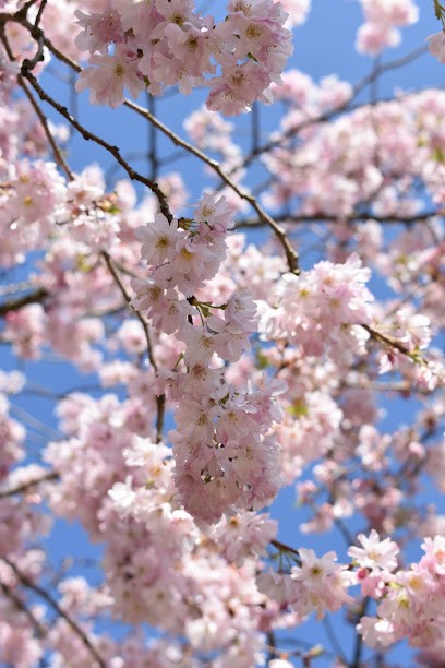 Léa GILBERT, Naturopathe - Energéticienne (magnétiseur) - Géobiologue, Praticien de Médecine Alternative à Plouasne